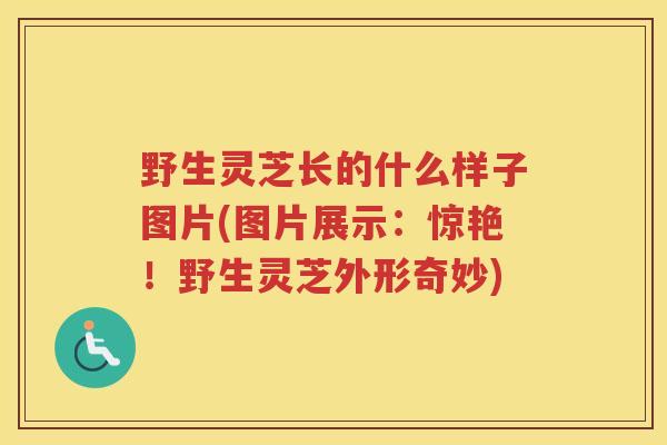 野生灵芝长的什么样子图片(图片展示：惊艳！野生灵芝外形奇妙)