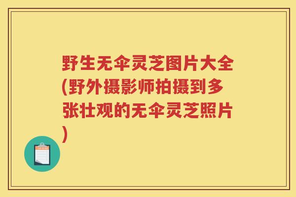 野生无伞灵芝图片大全(野外摄影师拍摄到多张壮观的无伞灵芝照片)