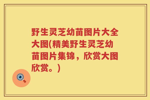 野生灵芝幼苗图片大全大图(精美野生灵芝幼苗图片集锦,欣赏大图欣赏。) 野生灵芝幼苗图片大全大图(精美野生灵芝幼苗图片集锦,欣赏大图欣赏。)