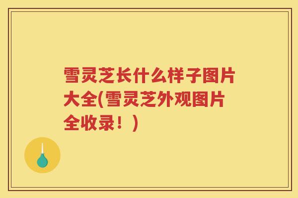 雪灵芝长什么样子图片大全(雪灵芝外观图片全收录！)