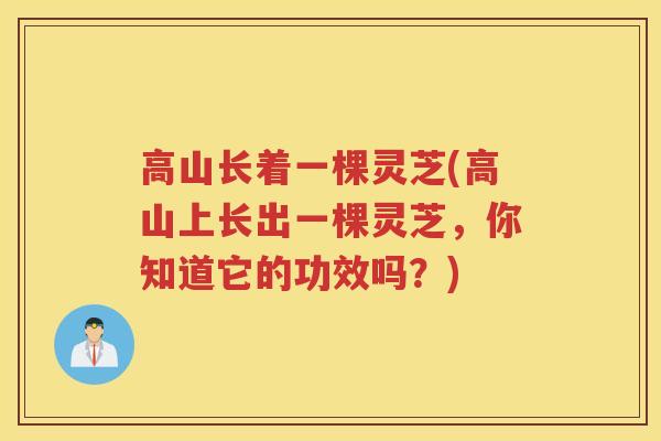 高山长着一棵灵芝(高山上长出一棵灵芝，你知道它的功效吗？)