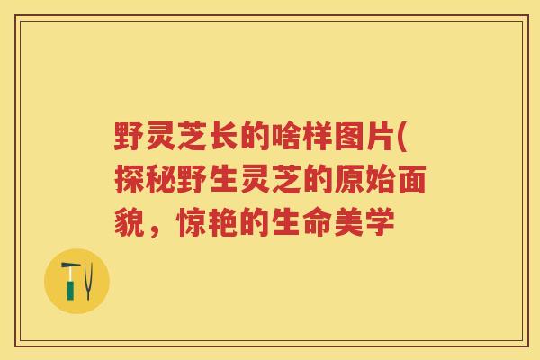野灵芝长的啥样图片(探秘野生灵芝的原始面貌，惊艳的生命美学