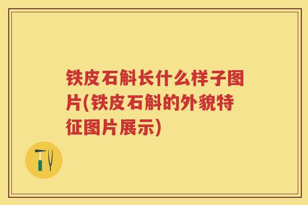 铁皮石斛长什么样子图片(铁皮石斛的外貌特征图片展示)