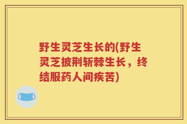 野生灵芝生长的(野生灵芝披荆斩棘生长，终结服药人间疾苦)