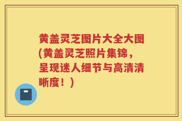 黄盖灵芝图片大全大图(黄盖灵芝照片集锦，呈现迷人细节与高清清晰度！)