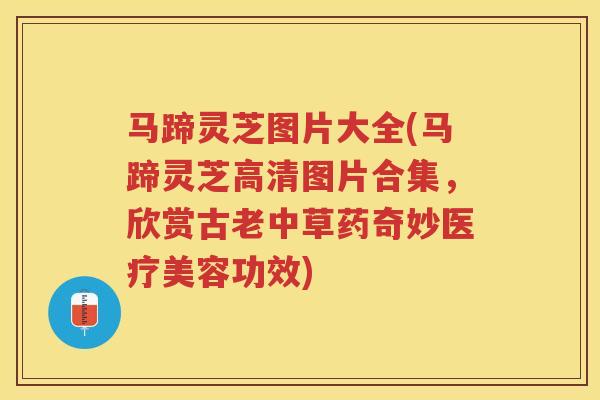 马蹄灵芝图片大全(马蹄灵芝高清图片合集,欣赏古老中草药奇妙医疗美容功效) 马蹄灵芝图片大全(马蹄灵芝高清图片合集,欣赏古老中草药奇妙医疗美容功效)