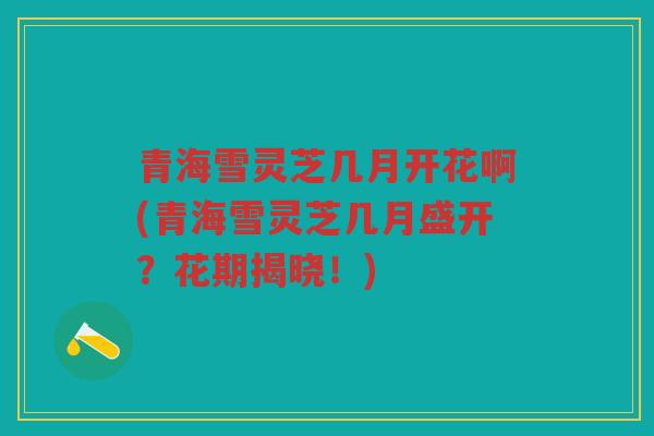 青海雪灵芝几月开花啊(青海雪灵芝几月盛开？花期揭晓！)