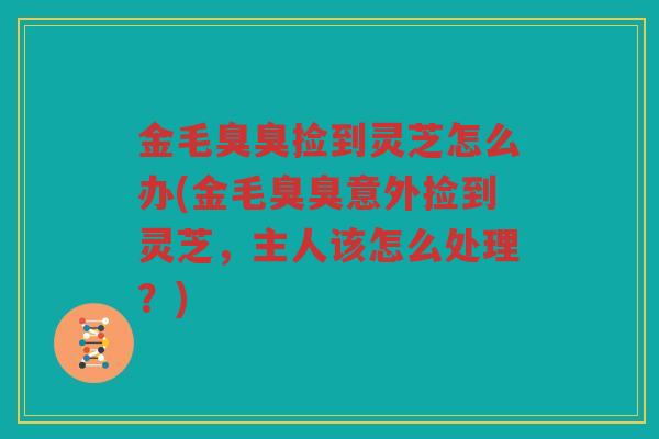 金毛臭臭捡到灵芝怎么办(金毛臭臭意外捡到灵芝，主人该怎么处理？)