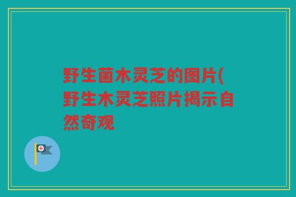 野生菌木灵芝的图片(野生木灵芝照片揭示自然奇观