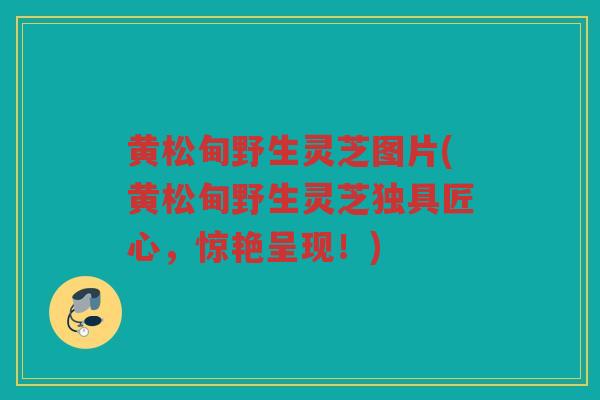 黄松甸野生灵芝图片(黄松甸野生灵芝独具匠心，惊艳呈现！)