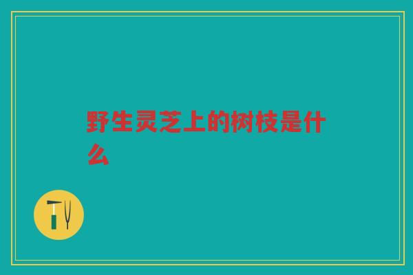 野生灵芝上的树枝是什么