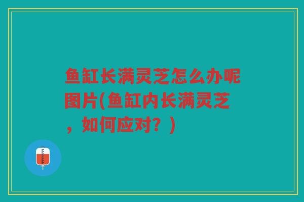 鱼缸长满灵芝怎么办呢图片(鱼缸内长满灵芝,如何应对?) 鱼缸长满灵芝怎么办呢图片(鱼缸内长满灵芝,如何应对?)