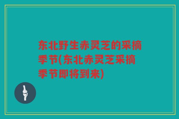 东北野生赤灵芝的采摘季节(东北赤灵芝采摘季节即将到来)