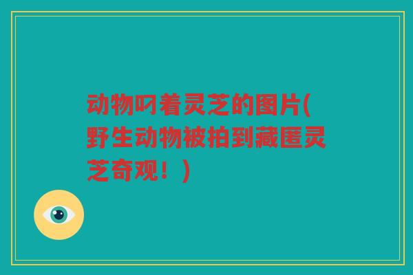 动物叼着灵芝的图片(野生动物被拍到藏匿灵芝奇观！)