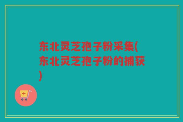 东北灵芝孢子粉采集(东北灵芝孢子粉的捕获) 东北灵芝孢子粉采集(东北灵芝孢子粉的捕获)
