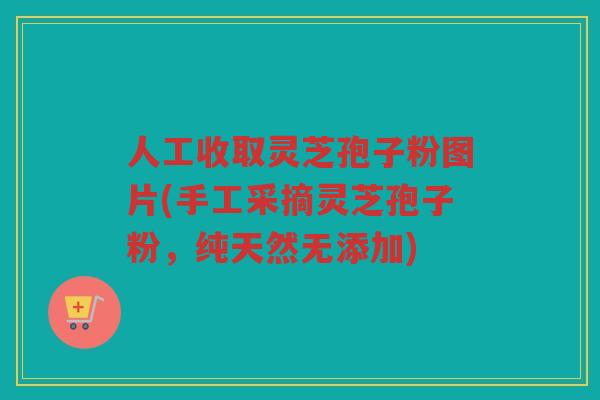人工收取灵芝孢子粉图片(手工采摘灵芝孢子粉,纯天然无添加) 人工收取灵芝孢子粉图片(手工采摘灵芝孢子粉,纯天然无添加)