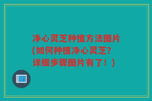 净心灵芝种植方法图片(如何种植净心灵芝?详细步骤图片有了!) 净心灵芝种植方法图片(如何种植净心灵芝?详细步骤图片有了!)