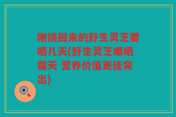 刚摘回来的野生灵芝要晒几天(野生灵芝曝晒露天 营养价值更佳突出)