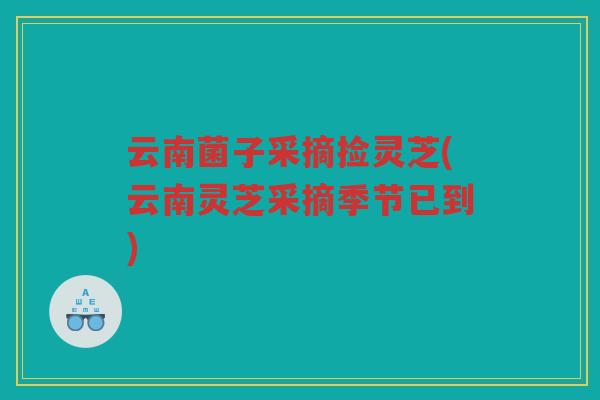 云南菌子采摘捡灵芝(云南灵芝采摘季节已到)