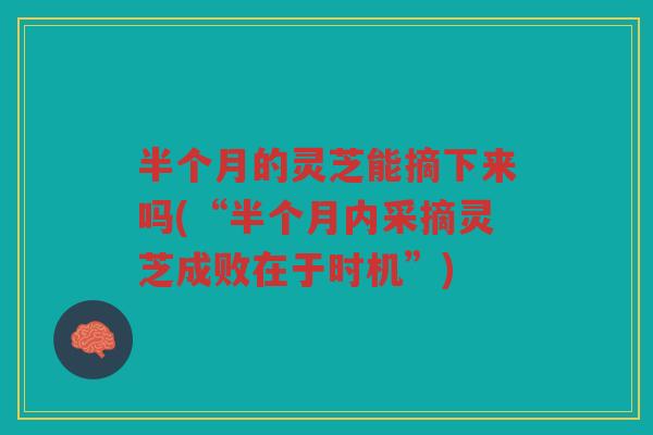 半个月的灵芝能摘下来吗(“半个月内采摘灵芝成败在于时机”)