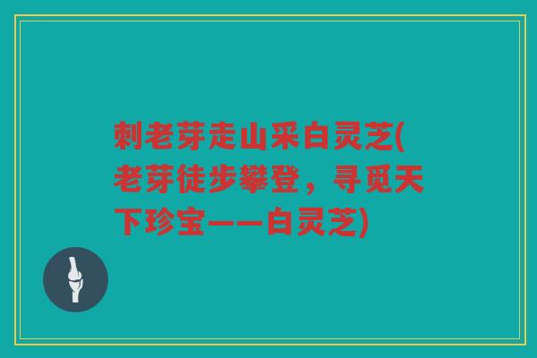 刺老芽走山采白灵芝(老芽徒步攀登，寻觅天下珍宝——白灵芝)