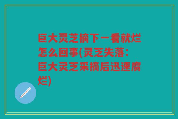 巨大灵芝摘下一看就烂怎么回事(灵芝失落：巨大灵芝采摘后迅速腐烂)