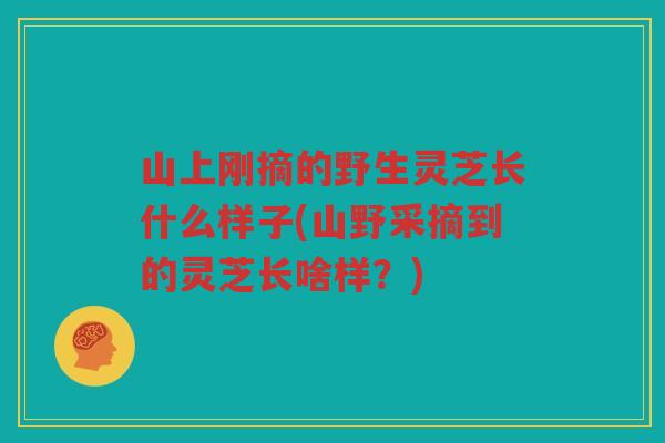 山上刚摘的野生灵芝长什么样子(山野采摘到的灵芝长啥样？)