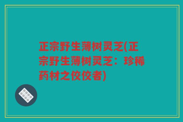正宗野生薄树灵芝(正宗野生薄树灵芝：珍稀药材之佼佼者)