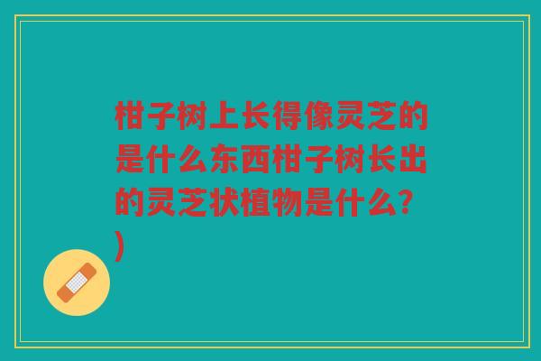 柑子树上长得像灵芝的是什么东西柑子树长出的灵芝状植物是什么？)